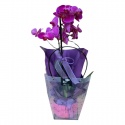 İthal Tek Dal Lila Orkide (70cm)