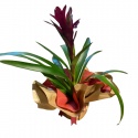 Fincan Saksıda Calathea (Kalatya) Dua Çiçeği
