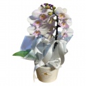 Çift Dal Mor Orkide (40cm)