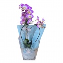 İthal Tek Dal Pembe Orkide (70cm)