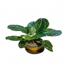 Calathea (Kalatya) Dua Çiçeği
