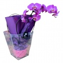 İthal Tek Dal Mor Orkide (70cm)
