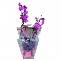 İthal Çift Dal Beyaz Orkide (80cm)