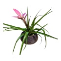 Ortanca Pembe