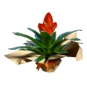 Tek Dal Sarı Orkide (60cm)