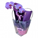İthal Tek Dal Beyaz Orkide (80cm)