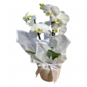 Beyaz Dendrobium Orkide