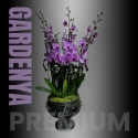 Premium 8 Dal Beyaz Orkide Aranjmanı