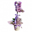 Tek Dal Bordo & Pembe Orkide (60cm)