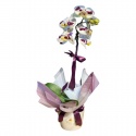 Tek Dal Lila Orkide (60cm)