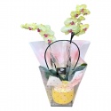 İthal Çift Dal Pembe Orkide (80cm)